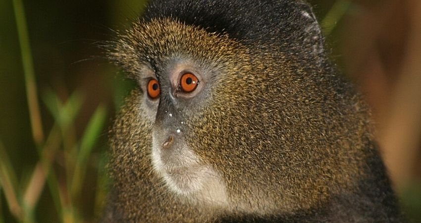 4 Days Gorillas and Golden Monkey Safari