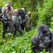 Gorilla Trekking in Rwanda
