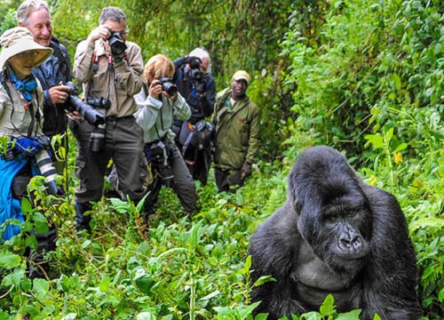 Gorilla Trekking in Rwanda