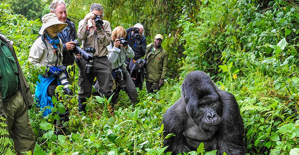 Gorilla Trekking in Rwanda