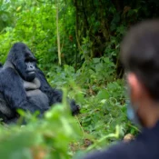 4 Days Uganda Fly-in Gorilla Safari
