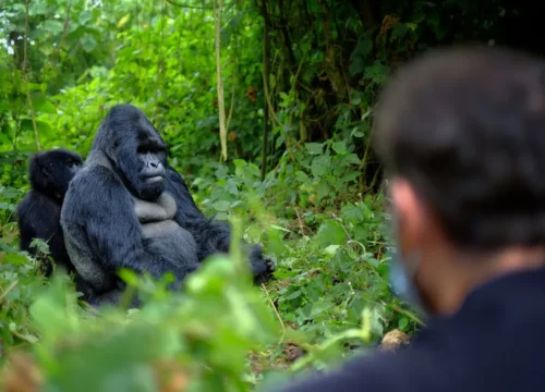 4 Days Uganda Fly-in Gorilla Safari