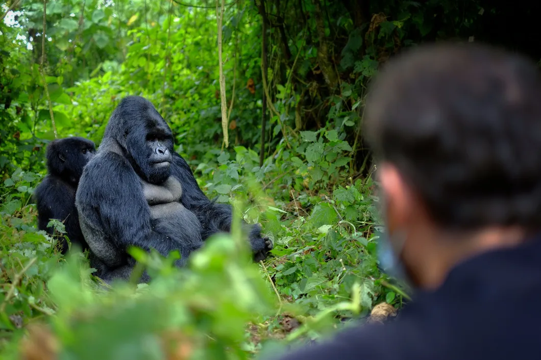 4 Days Uganda Fly-in Gorilla Safari