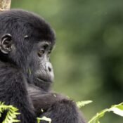 Guide to Gorilla Trekking in Uganda