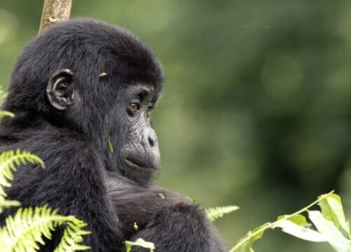 Guide to Gorilla Trekking in Uganda
