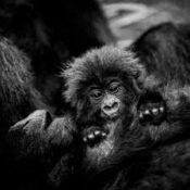 2 Days Bwindi Gorilla Safari through Kigali
