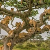 4 Days Uganda Safari