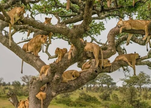 4 Days Uganda Safari