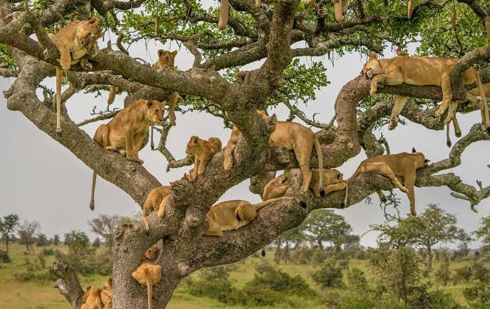4 Days Uganda Safari