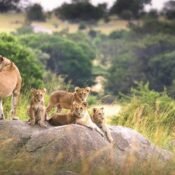 Best Time to Visit Serengeti