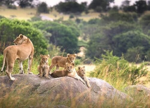 Best Time to Visit Serengeti