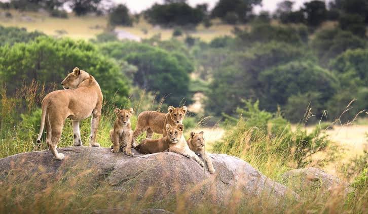 Best Time to Visit Serengeti