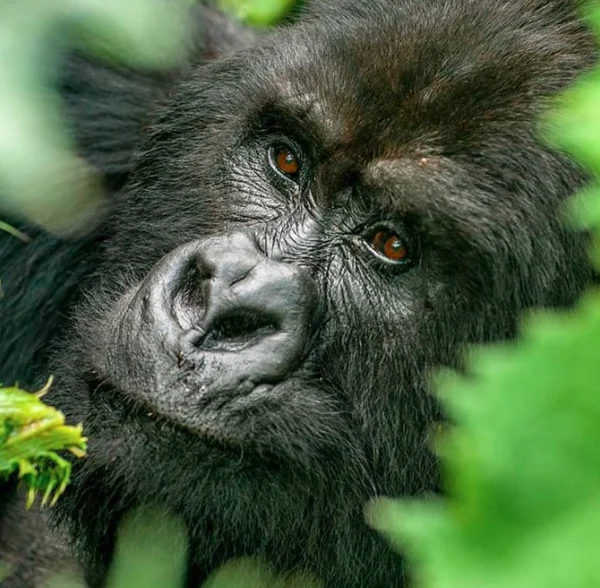 Best Time to See Mountain Gorillas in Uganda