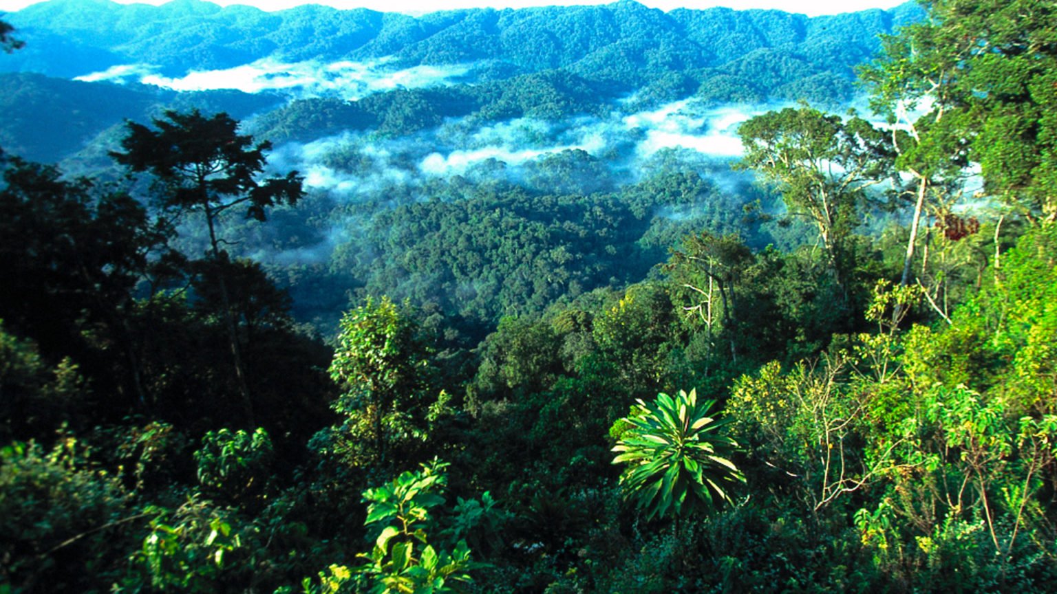 Gorilla Trekking in Rwanda